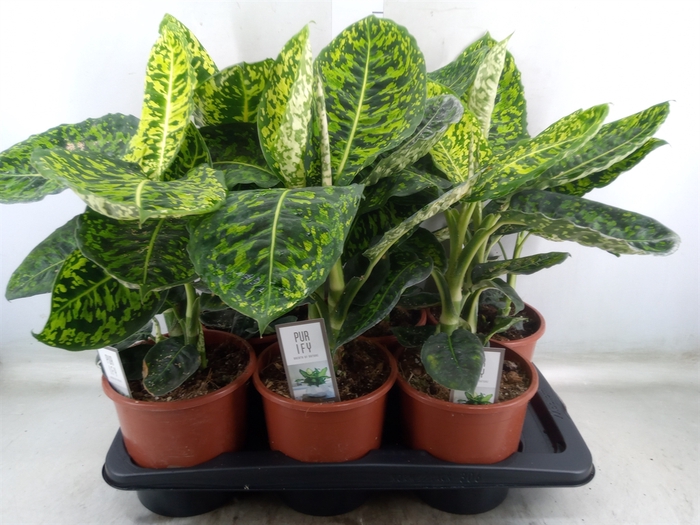 <h4>Dieffenbachia  'Reflector'</h4>