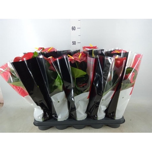 Anthurium andr. 'Royal Champion'