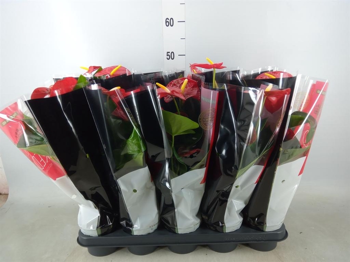<h4>Anthurium andr. 'Royal Champion'</h4>