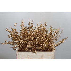 Ilex paint Gold Antique