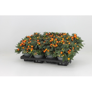 Solanum Mandarin P13 Decorum