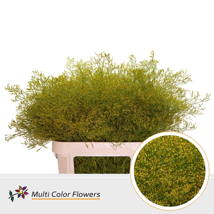 <h4>Limonium Beltlaard Geel</h4>