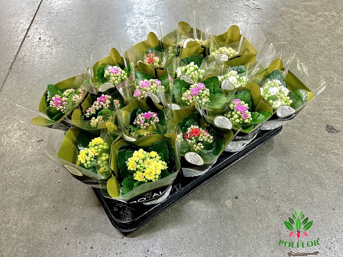 Kalanchoe ROYALE Mix 7Ø 15cm