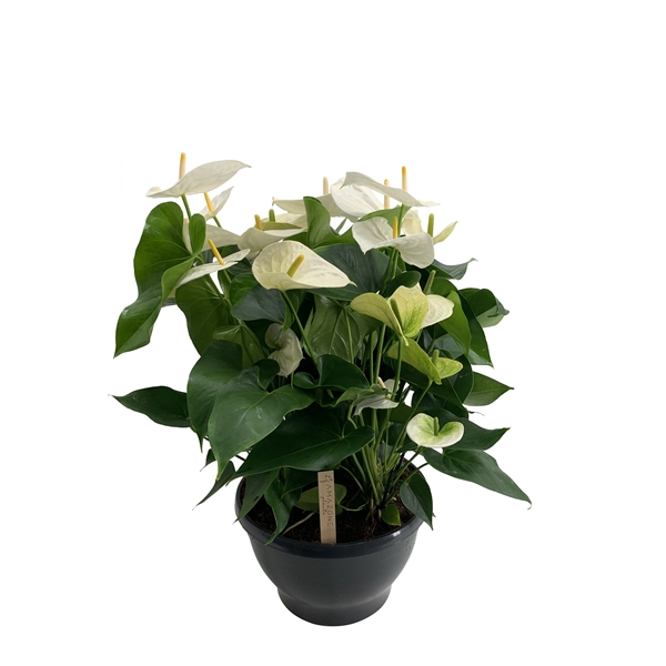 <h4>Anthurium schaal Samora</h4>