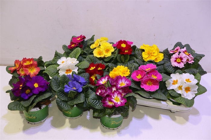 <h4>Prim Ac Gem</h4>