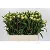 Paeonia Duchesse De Nemours
