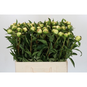 Paeonia Duchesse De Nemours