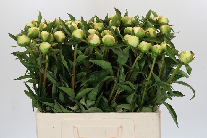 <h4>Paeonia Duchesse De Nemours</h4>