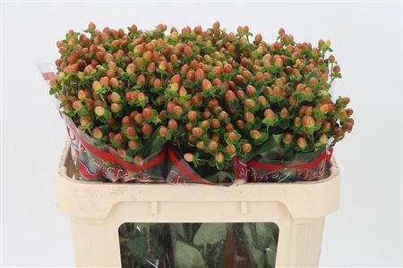 <h4>Hyp Globo Coral</h4>