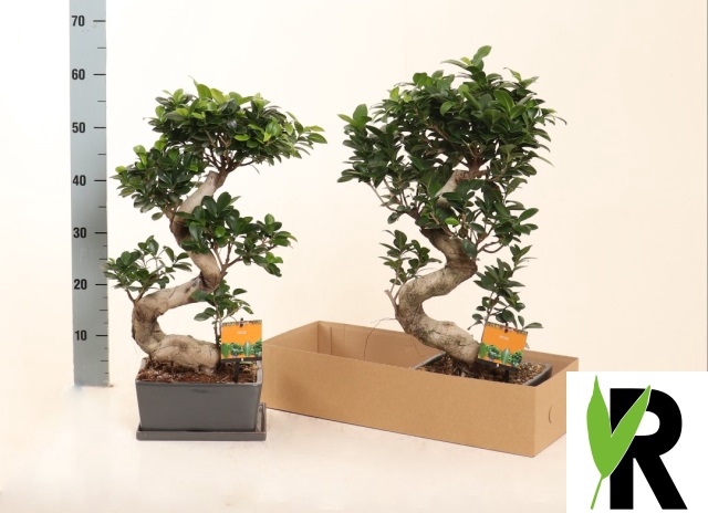 Ficus mi Ginseng 25Ø 65cm 1pp