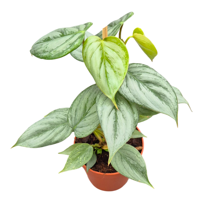 <h4>Philodendron Sodiroi</h4>