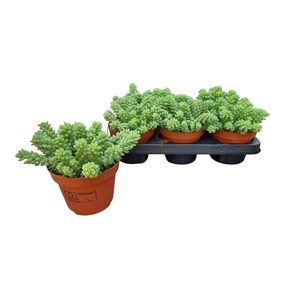 SEDUM BURRITO