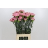Dianthus St Lege Pink