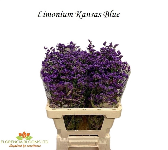 <h4>LIM SIN KANSAS BLUE</h4>