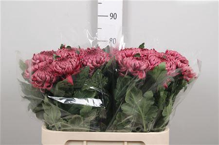 <h4>Chr G Gilb L. Red</h4>