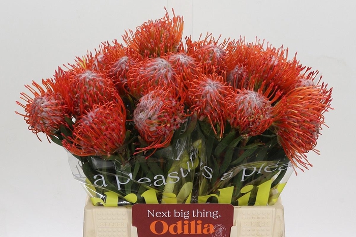 <h4>LEUCO CO TANGO</h4>