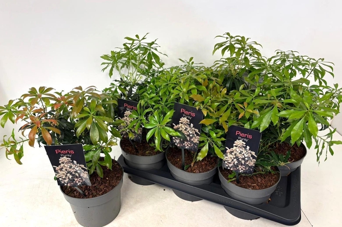 <h4>PIERIS JA PURITY</h4>