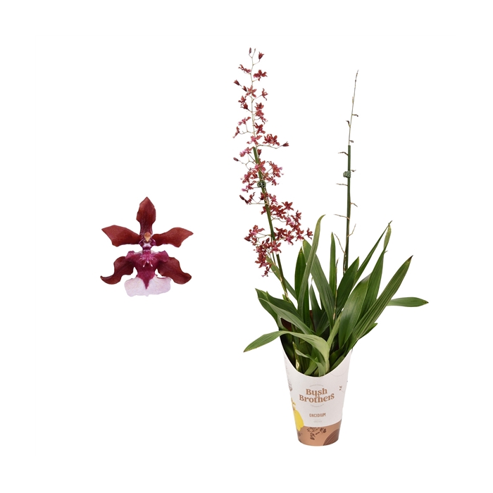 <h4>Oncidium 'Cherry Baby' 2 tak 12 cm met blad spikel</h4>