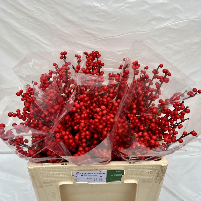 <h4>ILEX VE RODE BES</h4>