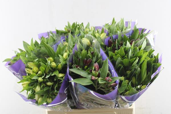 <h4>Alstr Gem In Fust</h4>