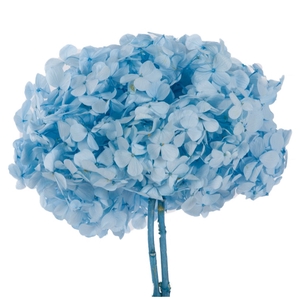 Hydrangea / Hortensia Azul Pastel HRT/0630