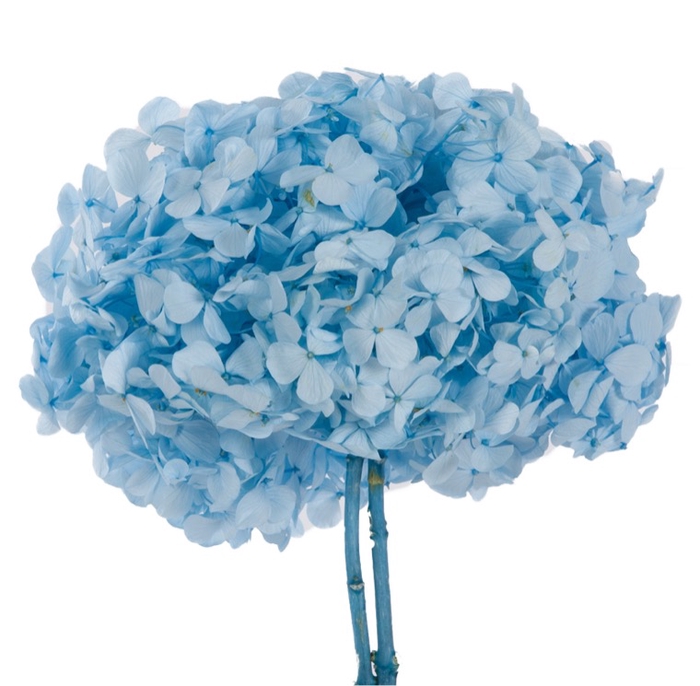 Hydrangea / Hortensia Azul Pastel HRT/0630