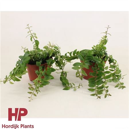 <h4>Aeschynanthus Rasta</h4>
