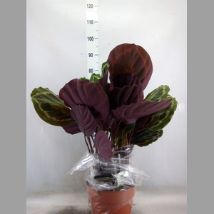 Calathea  'Medallion'