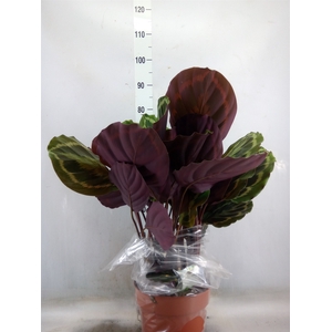 Calathea  'Medallion'