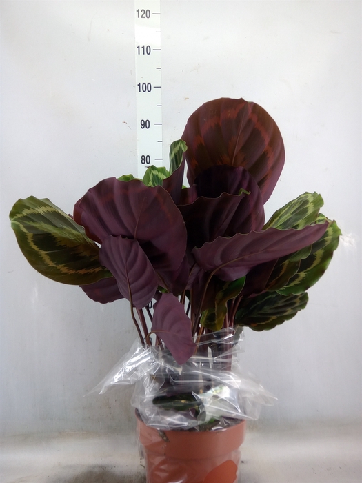 <h4>Calathea  'Medallion'</h4>