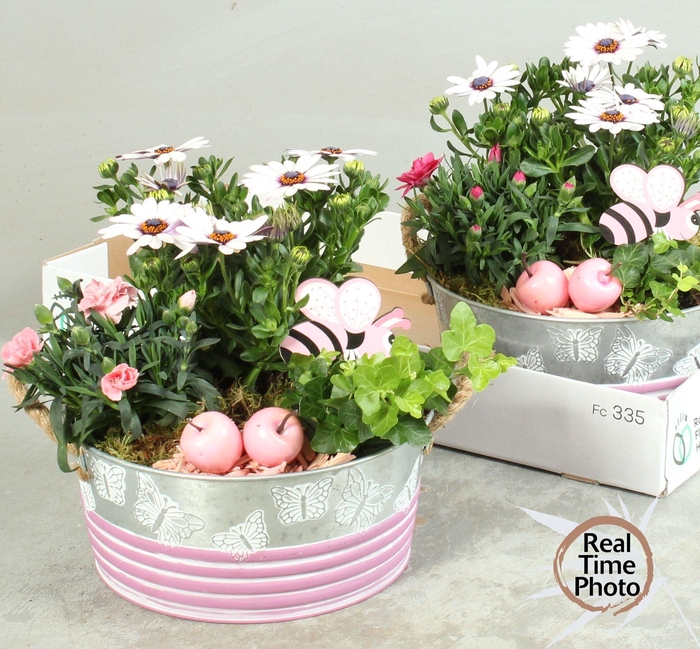 <h4>ARR TUINPLANTEN</h4>