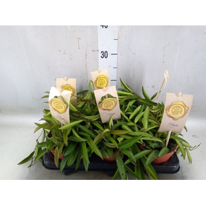Hoya wayetii