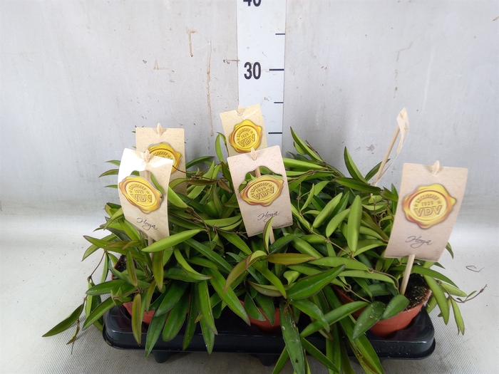 <h4>Hoya wayetii</h4>