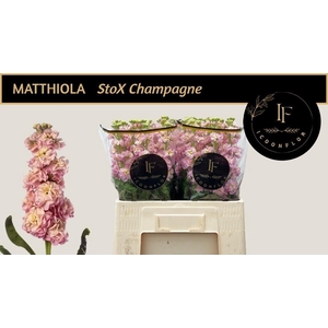 MATTH STOX CHAMPAGNE
