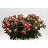 Paeonia Coral Charm
