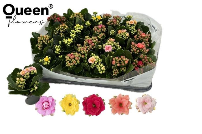 arr8 Kal Ge Rf Gem 5 Kl