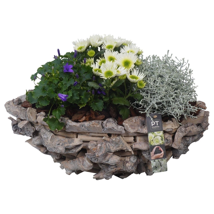 <h4>Arr.   Tuinplanten H%</h4>