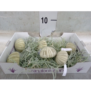 Tillandsia usneoides