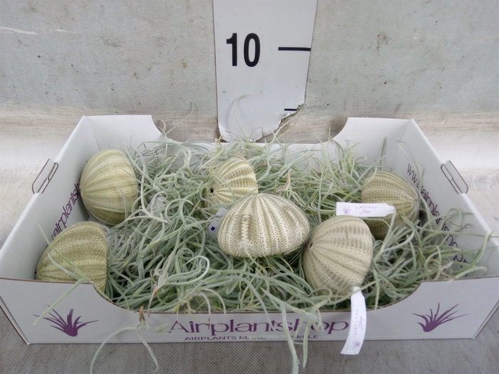 <h4>Tillandsia usneoides</h4>