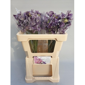 Lathyrus Blue Wedding