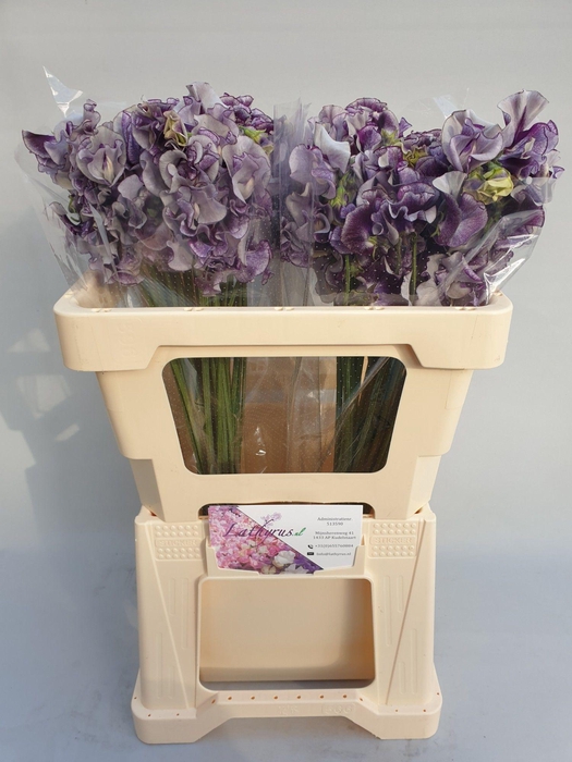 <h4>Lathyrus Blue Wedding</h4>