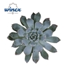 Echeveria Baena Cutflower Wincx-5cm