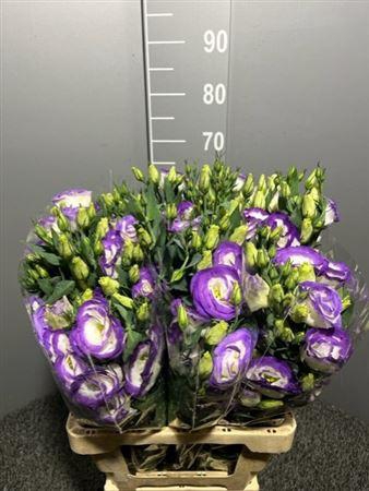 <h4>Eus G Rosita Blue Picotee</h4>