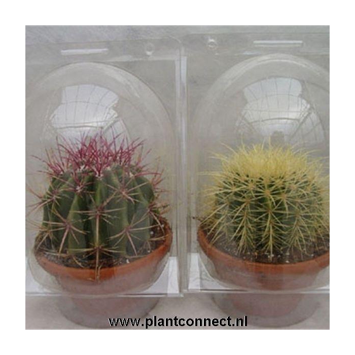 <h4>CACTUS GEM</h4>