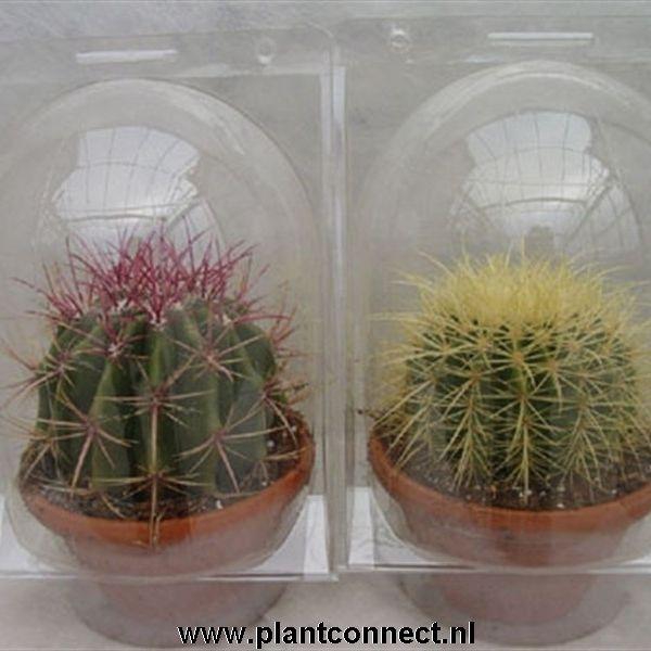 <h4>CACTUS GEM</h4>