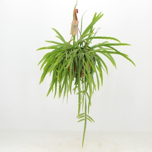 Lepismium bolivianum