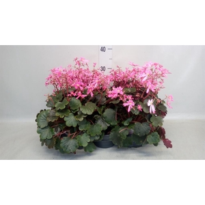 Saxifraga cor. 'Danc Pixies Tilda'