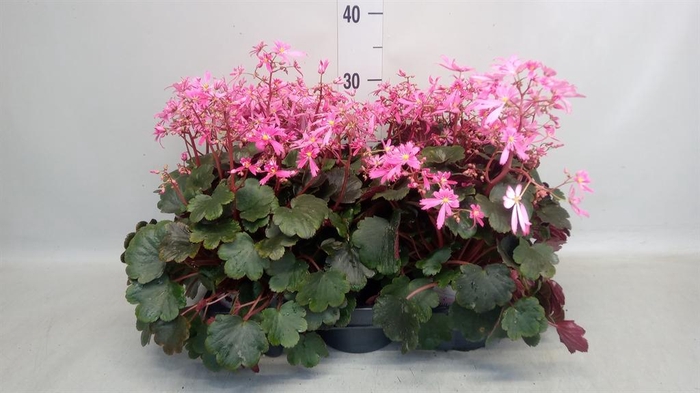 <h4>Saxifraga cor. 'Danc Pixies Tilda'</h4>