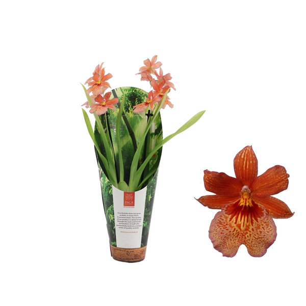 <h4>Inca Cambria Nelly Orange 2 spike 9cm in luxury jungle cover</h4>