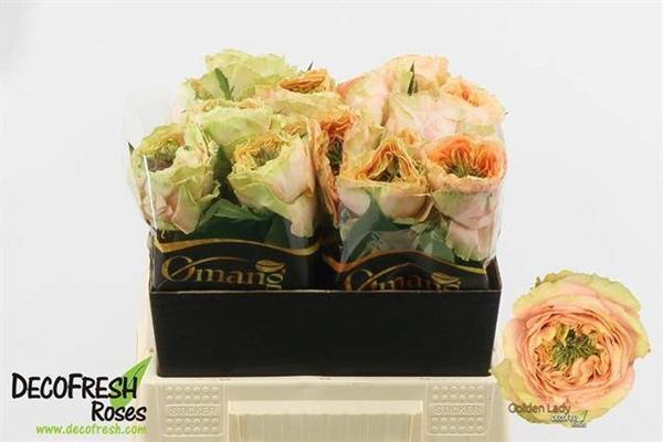 <h4>R GR GOLDEN LADY</h4>